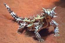 Thorny dragon, also known as thorny devil (Moloch horridus) A232, Alice Springs Desert Park, Alice Springs, Australia, thorny devil, 2007.JPG