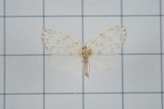 <i>Chamaita hirta</i> Species of moth