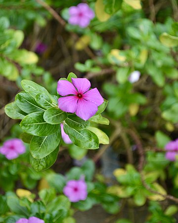 A Madagascar periwinkle, also known as Catharanthus roseus. Photo by Solomonwada