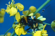 A bumblebee worker with a transponder attached to its back, visiting an oilseed rape flower A bumblebee (Bombus terrestris) worker with a transponder attached to its back, visiting an oilseed rape flower.png