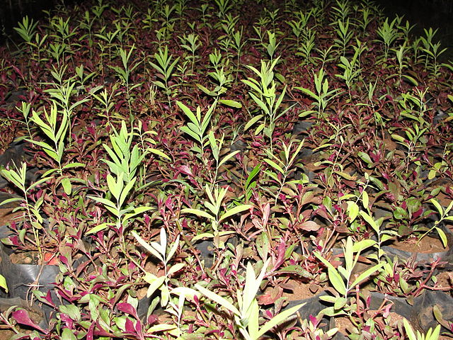 A closeup of sandal saplings