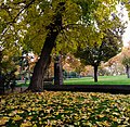 A fall in Nation Park, Tehran City.JPG