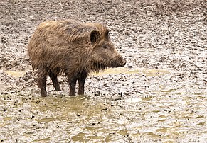 Jeune sanglier (Sus scrofa) du parc de vision de Springe, près de Hanovre. (définition réelle 2 880 × 1 997)