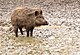 Fotografia a colori di un cinghiale.