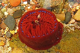 Aberdour bay, beadlet anemone in rock-pool - geograph.org.uk - 824521.jpg