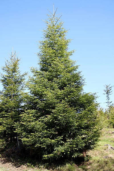 File:Abies alba Silesian Beskids.jpg