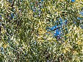 Acacia ampliceps Templeton St Boulia Central Western Queensland P1080402.jpg