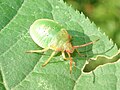 Acanthosoma haemorrhoidale