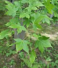 Miniatura para Acer oliverianum
