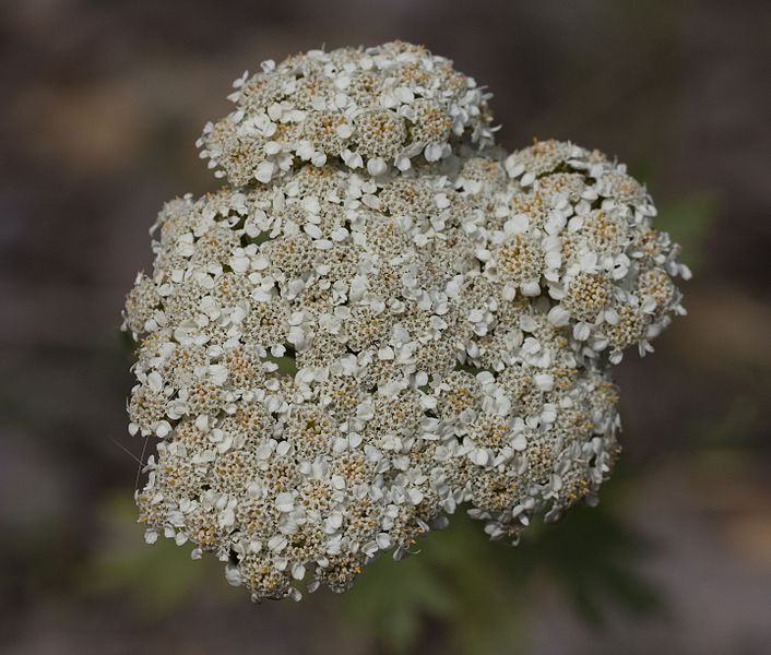 File:Achillea grandifolia - Akyavşan 01.jpg