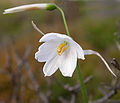 Acis ionica close-up of the flower