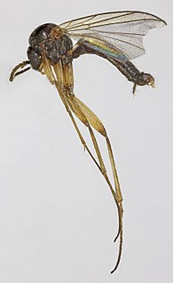 <i>Acnemia nitidicollis</i> Species of fly