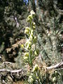 Aconitum anthora