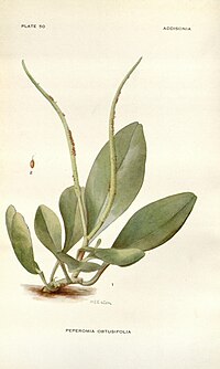 Addisonia (PLATE 50) (8577486040).jpg