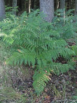 Adelaarsvaren plant Pteridium aquilinum