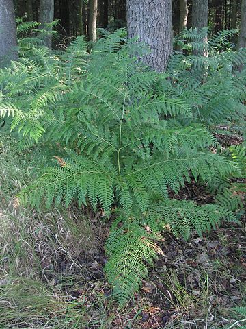 Dennstaedtiaceae