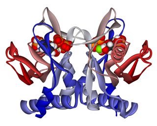 <span class="mw-page-title-main">Adenine phosphoribosyltransferase</span> Mammalian protein found in Homo sapiens