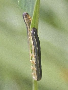 Spodoptera exempta