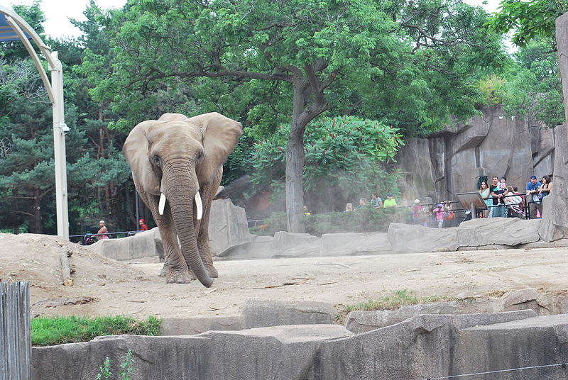 File:African elephant 0550 02.JPG