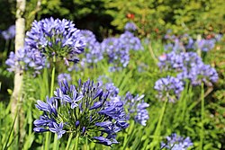 Flowering clumps Agapanthus praecox-IMG 8965.JPG