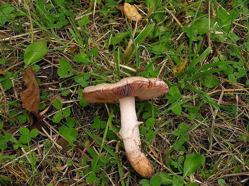 File:Agaricus langei (F.H. Møller) F.H. Møller (231468).jpg