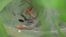 File:Agelena labyrinthica.ogv