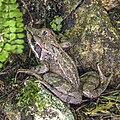 * Nomination Agile frog (Rana dalmatina) --Charlesjsharp 13:40, 30 August 2022 (UTC) * Promotion  Support Good quality. --Uoaei1 04:36, 31 August 2022 (UTC)
