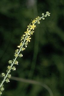 <i>Agrimonia striata</i> Species of flowering plant