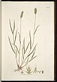 Agropyron cristatum.jpg