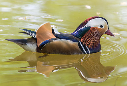 Mandarin duck, by Diliff