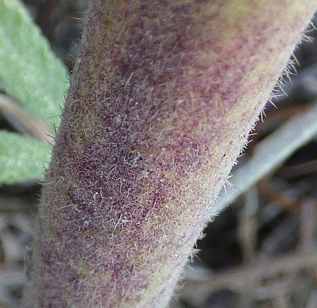 File:Alcea digitata in Antalya by David Merrick 39.jpg