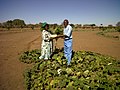 Thumbnail for Agriculture in Zimbabwe