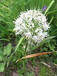 Allium fasciculatum. 
 JPG