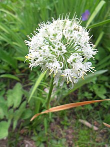 Allium fasciculatum.JPG