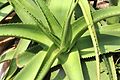 Aloe vanbalenii