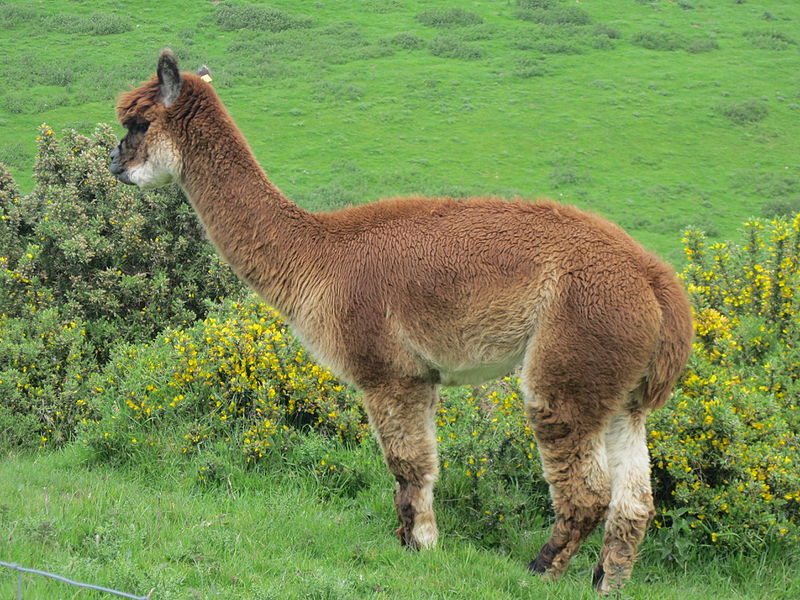 File:Alpaca (23320493926).jpg