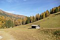 Mountain meadow near Obernberger See, Tyrol, Austria