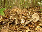 Amanita ceciliae.jpg