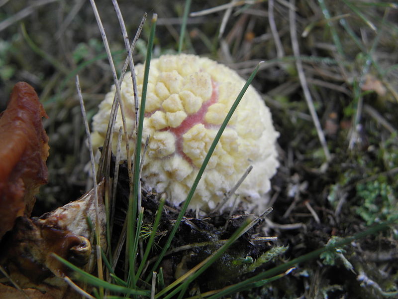 File:Amanita muscaria R.H. (22).jpg