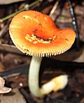 Thumbnail for Amanita xanthocephala