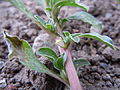 Amaranthus californicus (5132556211).jpg