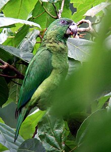 Amazona agilis -Portland -Jamaïque-6a.jpg