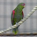 Amazona pretrei -Loro Parque-6a-4c.jpg