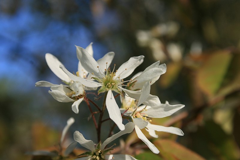 File:Amelanchier-lamarckii-flower.jpg