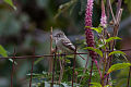 Amerika Kehitaman Flycatcher (Empidonax oberholseri) (8079381798).jpg