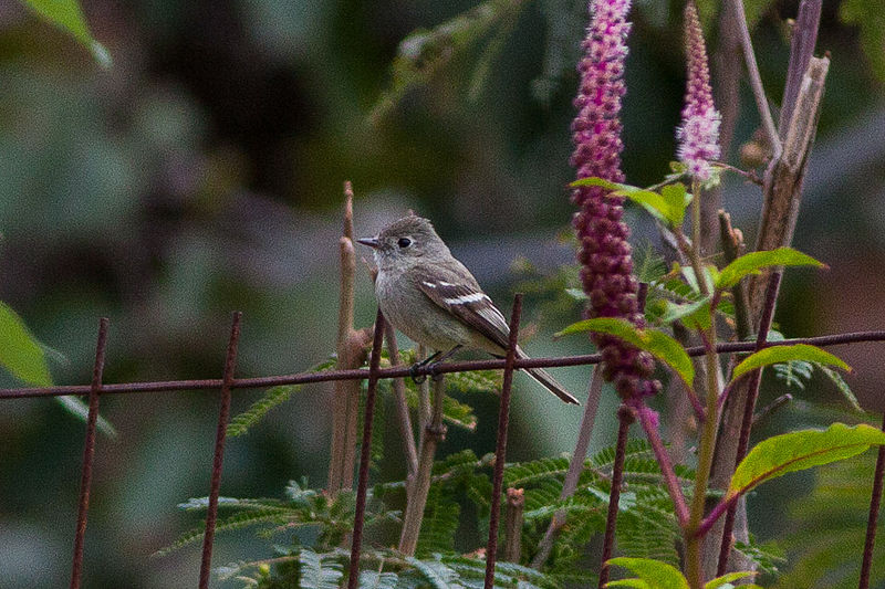 File:American Dusky Flycatcher (Empidonax oberholseri) (8079381798).jpg