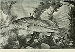 Thumbnail for File:American food and game fishes - a popular account of all the species found in America, north of the equator, with keys for ready identification, life histories and methods of capture (1902) (14759768876).jpg