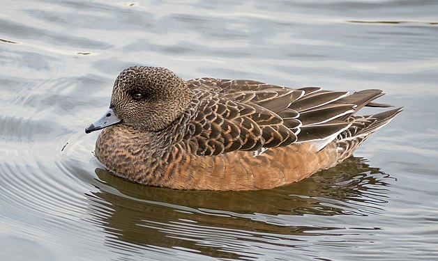 American wigeon female in Prospect Park