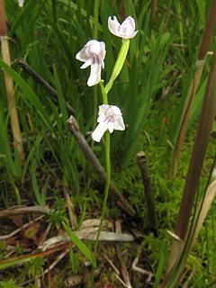 <i>Ponerorchis kinoshitae</i> Species of flowering plant