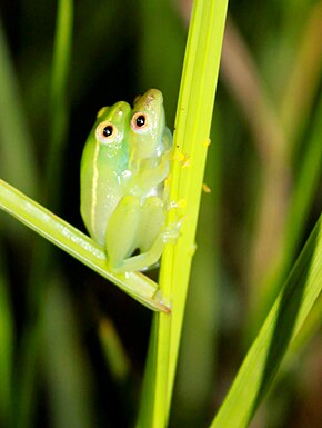 Bildbeschreibung Amplexantes Paar nicht identifizierter Hyperolius aus Gabun.jpg.